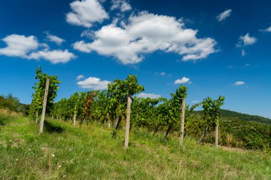 Çimenli bir yamaçtaki üzüm bağları açık mavi gökyüzünün altında güneşli bir yaz gününde beyaz bulutlar altında..