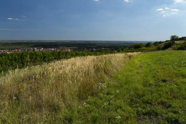 Güneşli bir yaz gününde mavi gökyüzünün altındaki üzüm bağları, çayırlar ve köyle panoramik manzara.