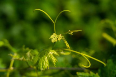 Taze yeşil yaprakları ve kıvırcık dalları olan genç üzüm bağları, yumuşak doğal arka planı olan yakın plan üzüm bağları..