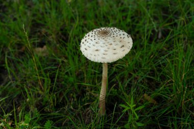 Yeşil çimenlerde yetişen uzun saplı şempanze mantarı, yumuşak doğal arka planla yakın plan yakalanır..