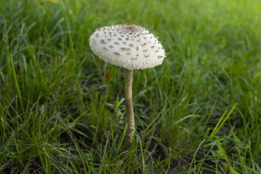 Yeşil çimenlerde yetişen uzun saplı şempanze mantarı, yumuşak doğal arka planla yakın plan yakalanır..