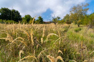 Arka planda yumuşak odaklı ağaçların olduğu bir çayırda uzun kuru otlar doğal gün ışığında sakin bir kırsal alan yakalıyor..