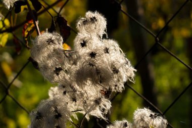 Arkadaki klematis tohumu başlarını tel örgülere yakın tut. Yumuşak güneş ışığı ve yumuşak arka planda yumuşak bir sonbahar bitkisi detayı.