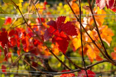 Kırmızı ve sarı üzüm yaprakları, sonbahar üzüm bağında güneş ışığında parlıyor, kırsal manzaralı, sıcak altın ışıklı kırsal alan.