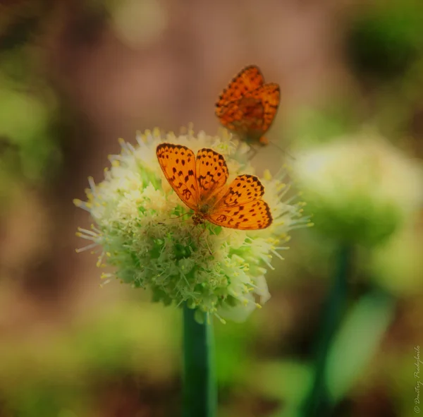 Butterfly on the onion — Stock Photo, Image