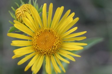 Sarı yapraklı sarı çiçek