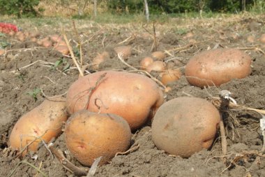 Patatesler bahçede.