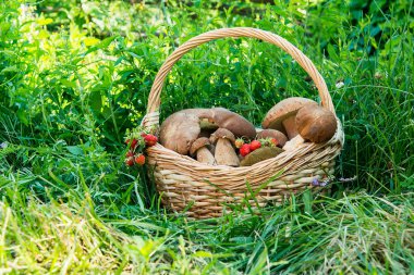 Sağlıklı organik mantar sepetle. Hasat