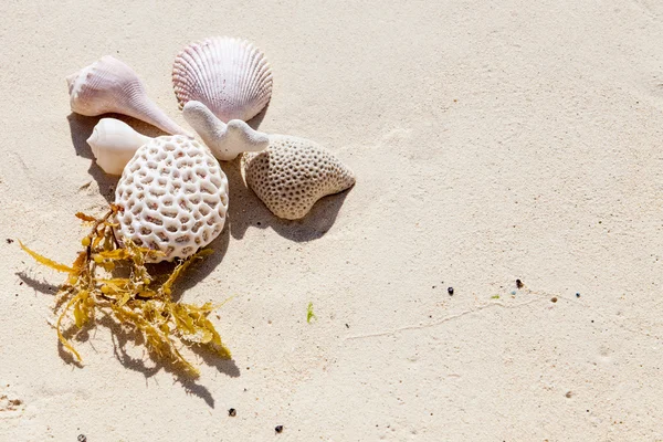 Zeeschelpen op zand, tropisch strand in het Caribisch gebied, Mexico. Zomer beach achtergrond. — Stockfoto