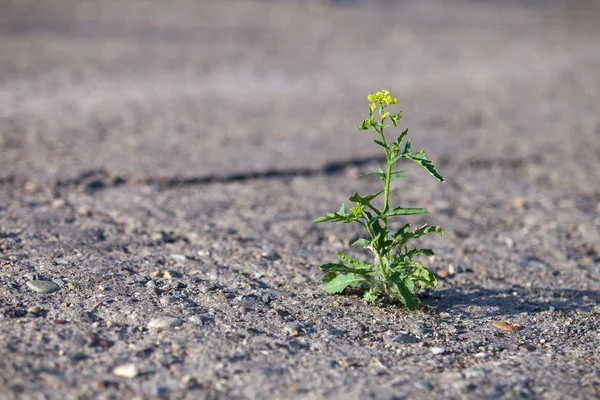 Flower growing through hard asphalt — Stock Photo, Image