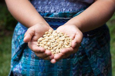 Taze organik kahve çekirdekleri avuç. Yiyecek ve içecek kahve arka plan.