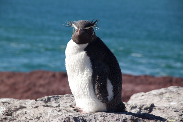 Rockhopper penguin on the rock