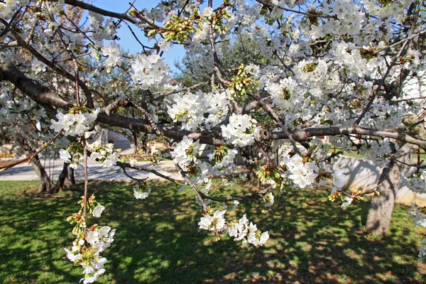 Florecimiento de cerezos en primavera —  Fotos de Stock