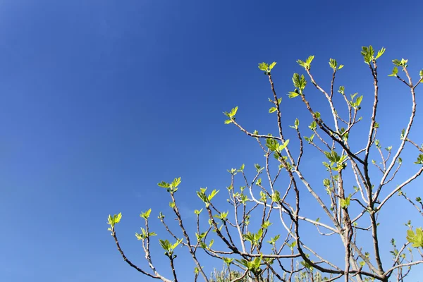 İncir ağacı bahar