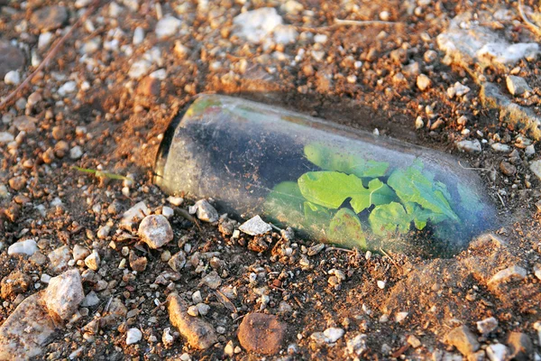 Hayat bir atılan şişe