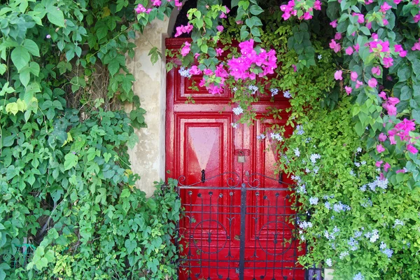 Kırmızı kapı bir bougainvillea çiçek — Stok fotoğraf