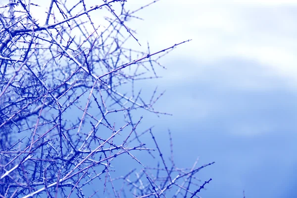 Fırtınalı gökyüzü karşı dikenli dalları