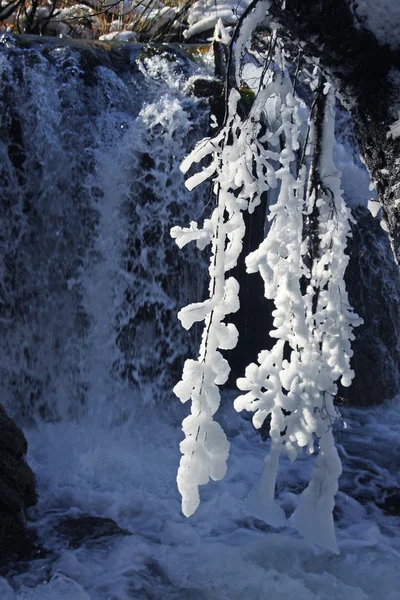 Bir daldaki sarkıtlar