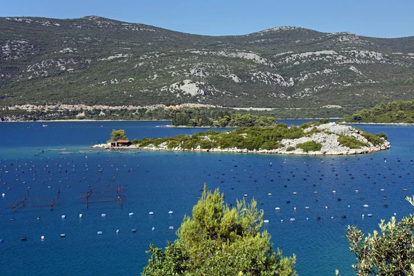 Balık kuluçka şamandıralar