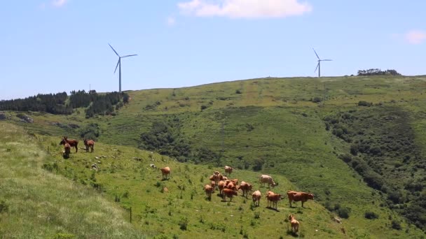 Vacas em usina eólica o fundo — Vídeo de Stock