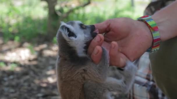 Lemur baby playing on the hands — Stock Video