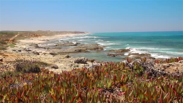 Blommor på ocean beach — Stockvideo