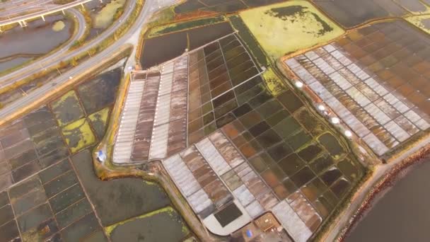 Historical salt pans in Aveiro, Portugal aerial view — Stock Video