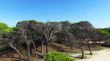 Orman Portekiz Algarve hava