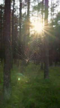 Örümcek, ormandaki ağının ortasına tünemiş.