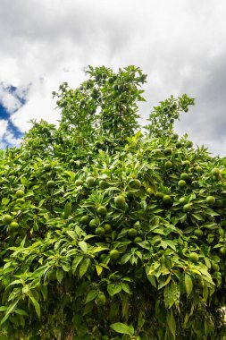 Olgunlaşmamış yeşil narenciye meyveli Mandarin ağacı. Organik tarım ve taze üretim kavramı.