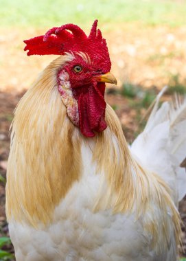 Doğal ışıkta parlak kırmızı taraklı beyaz horoza yaklaş. Çiftçilik, kümes hayvanları, kırsal yaşam tarzı, organik tarım konuları için ideal.