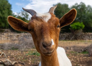Kameraya bakan komik keçi portresini kapat. Mizahi çiftlik hayvanı ifadesi, kırsal alan, hayvan mizahı, kırsal yaşam, sosyal medya içeriği için mükemmel.