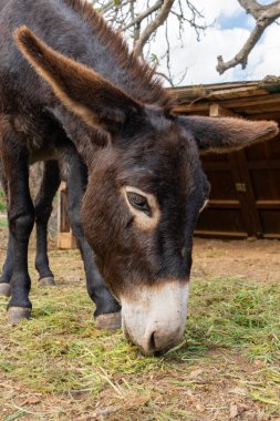 Kırsal bir çiftlikte taze yeşil ot yiyen eşek. Çiftçilik, doğa, hayvanlar ve sürdürülebilir tarım konuları için ideal.