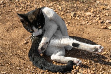Siyah ve beyaz kedi güneş ışığında kürkünü tımar ediyor. Rahatlamış evcil hayvan dışarıda sakin bir anın tadını çıkarıyor. Sıcak havalarda kedinin doğal davranışı.