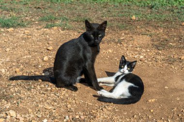 Siyah beyaz kedi yakınlarda oynarken siyah kedinin yerde oturduğu kırsal bir sahne. Doğal ortamdaki evcil kedilerle huzurlu bir kırsal alan..