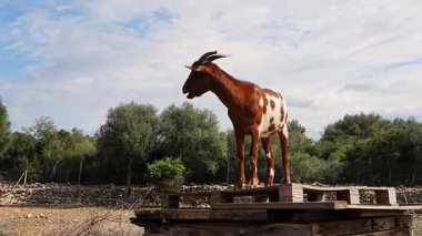 Oyuncu keçi ahşap yapının üzerinde duruyor ve çiğniyor. Mizahi çiftlik hayvanı davranışı, tarım, kırsal veya komik hayvan içeriği için mükemmel.. 