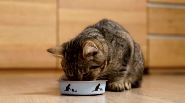 Çizgili şirin gri tekir kedi, kapalı bir ortamda kaseden yiyeceğini yiyerek mutlu mesut yaşıyor. Evcil hayvan evde yemeğin tadını çıkarıyor..