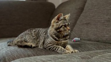 Oyuncu çizgili tekir kedi kanepede yatıyor, sonra da rahat kedi evine giriyor. Sıcak bir evde evcil hayvan, doğal ve tuhaf davranışlar sergiliyor. Kapalı mekan aydınlatmasında çekilmiş..