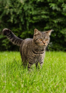 Gri çizgili tekir kedi açık havada yeşil çimlerde dinleniyor. Eğlenceli evcil hayvan yaz doğasının tadını çıkarıyor. Evcil hayvan, hayvan, yaşam tarzı temaları için ideal.