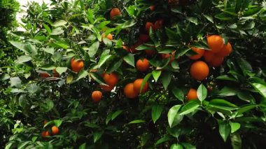Olgun portakal ağaçları kırsal alanda parlak meyvelerle dolu. Tarladan sofraya konseptler, doğa görüntüleri, refahla ilgili projeler için elverişli