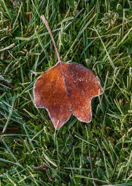 Yeşil çimenlerin üzerinde duran sarı tonlu akçaağaç yaprağı. Sonbahar doğa ayrıntıları soğuk hava gelişini ve mevsimsel dönüşümü gösteriyor.