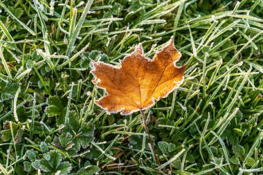 Sarı akçaağaç yaprağı buzla kaplı yeşil çimlerin üzerinde yatıyor. Sonbahar sahnesini kapatın. Doğadaki ilk ayazı ve mevsimsel geçişi yakalayın..