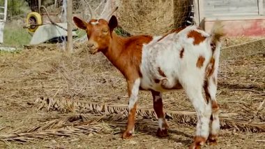 Kahverengi benekli şirin beyaz keçi güneşli çiftlik ağılında taze yeşil çimlerde otluyor. Kırsal yaşamı ve tarımı sembolize eden büyüleyici kır manzarası.