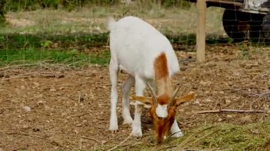  Kahverengi benekli komik beyaz keçi açık bir ağılda yeşil çimen yiyor. Tapılası çiftlik hayvanları sahnesi doğa, tarım ve kırsal kavramlar için mükemmeldir.