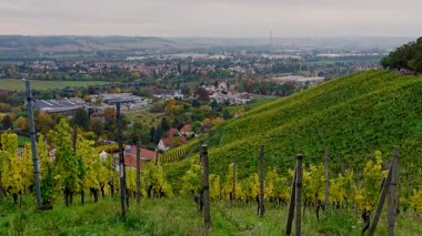 Radebeul 'daki Schloss Wackerbarth' ın dik yamaçlarında altın sonbahar üzüm bağları. Alman şarap bölgesinde doğa, seyahat ve şarap kültürü videoları için ideal. 