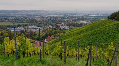 Wackerbarth Kalesi, Radebeul, Almanya çevresindeki renkli üzüm bağları. Sonbahar manzarası şarap yapma kültürünü ve kırsal cazibesini temsil ediyor