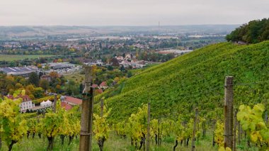 Wackerbarth Şatosu, Radebeul, Almanya yakınlarındaki üzüm bağları. Güzel hasat mevsimi manzarası seyahat ve tarım görüntüleri için mükemmel..