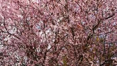 Pembe kiraz çiçekleri ağaç dallarını ılık bahar ışığıyla örtüyor. Hassas çiçek sahnesi romantizmi, tazeliği, mevsimsel güzelliği simgeler.