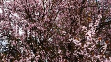 Bahar güneşinde pembe çiçeklerle kaplı güzel bir kiraz ağacı. Kiraz çiçeği. Sevecen çiçekler aşkı, yenilenmeyi, doğa güzelliğini simgeler..