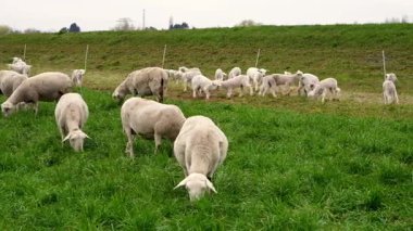 Sevimli kuzuların oynadığı gibi taze ot yiyen sakin koyunlar, onların etrafında eğleniyorlar. Büyüleyici kırsal çiftlik anı doğanın uyumunu, aile bakımını, huzurlu kırsal yaşamı yansıtıyor.
